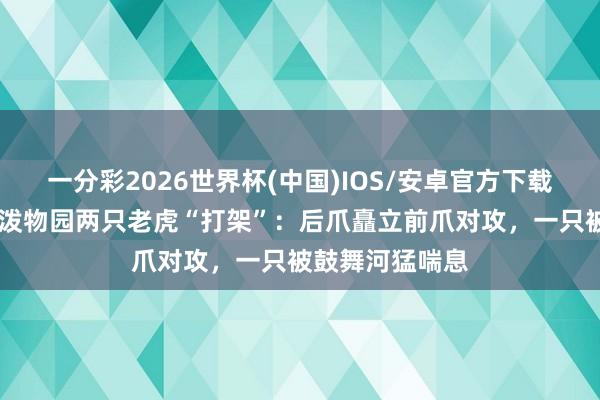 一分彩2026世界杯(中国)IOS/安卓官方下载 安徽宿州野活泼物园两只老虎“打架”:后爪矗立前爪对攻,一只被鼓舞河猛喘息