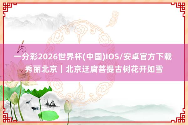 一分彩2026世界杯(中国)IOS/安卓官方下载 秀丽北京｜北京迂腐菩提古树花开如雪