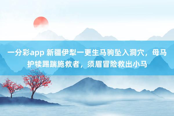 一分彩app 新疆伊犁一更生马驹坠入洞穴，母马护犊踢踹施救者，须眉冒险救出小马