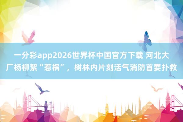 一分彩app2026世界杯中国官方下载 河北大厂杨柳絮“惹祸”，树林内片刻活气消防首要扑救